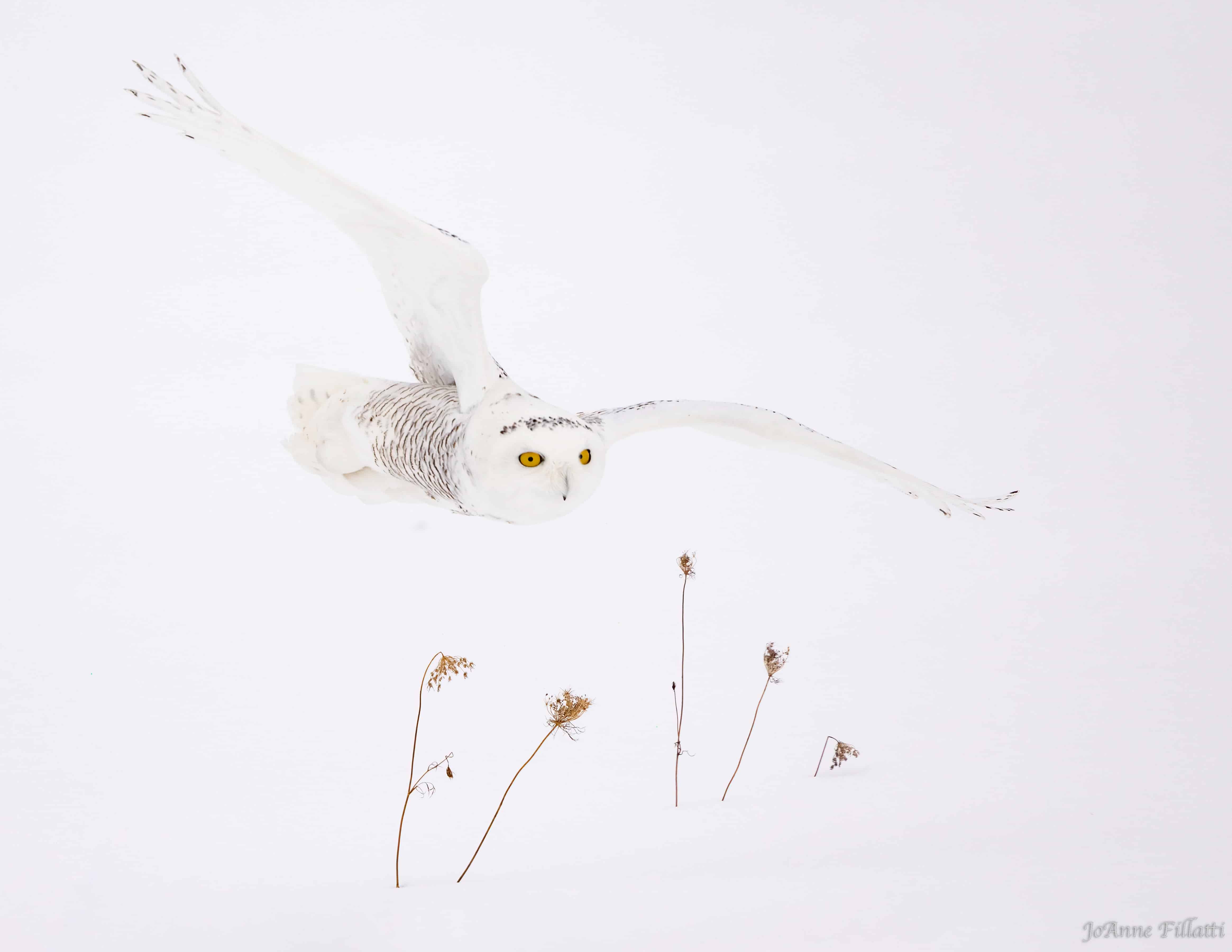 A snowy owl glinding above the snow-covered ground